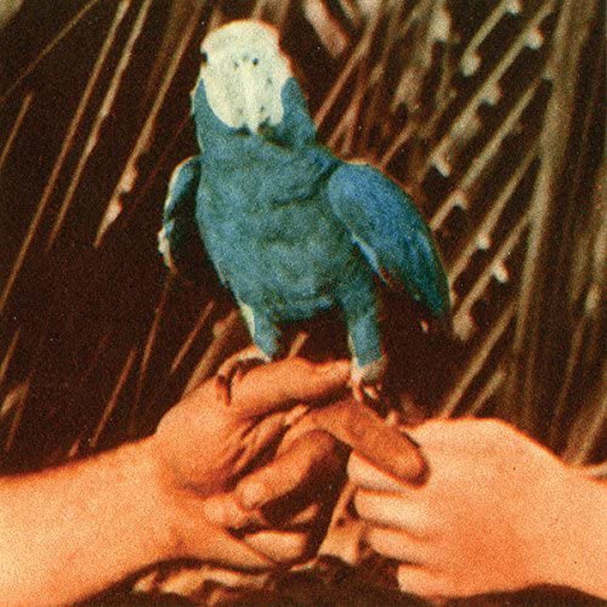 Bird, Andrew - Are You Serious
